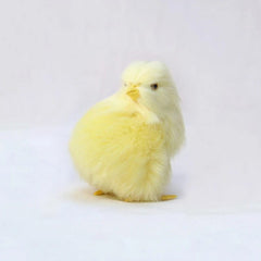 Realistic Simulation Chick Toy