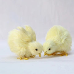 Realistic Simulation Chick Toy