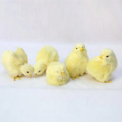 Realistic Simulation Chick Toy