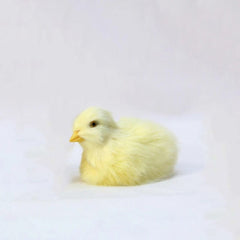 Stye 3 Realistic Simulation Chick Toy